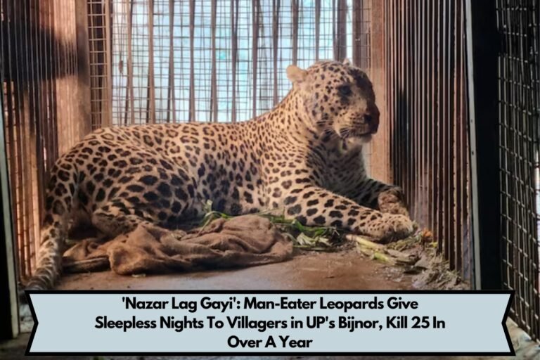 'Nazar Lag Gayi': Man-Eater Leopards Give Sleepless Nights To Villagers in UP's Bijnor, Kill 25 In Over A Year