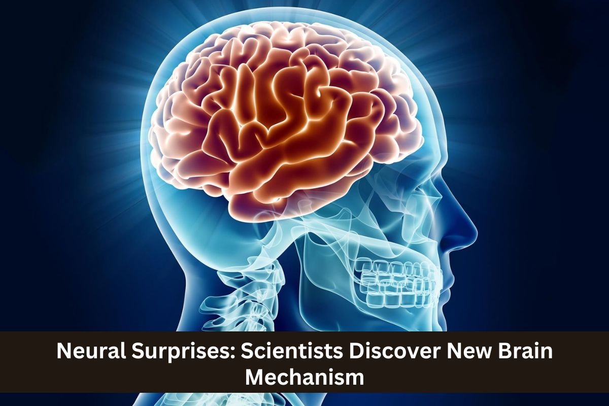 Neural Surprises: Scientists Discover New Brain Mechanism