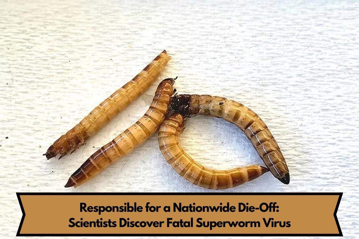 Responsible for a Nationwide Die-Off: Scientists Discover Fatal Superworm Virus