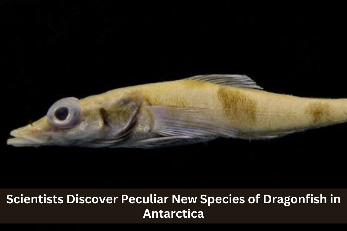 Scientists Discover Peculiar New Species of Dragonfish in Antarctica