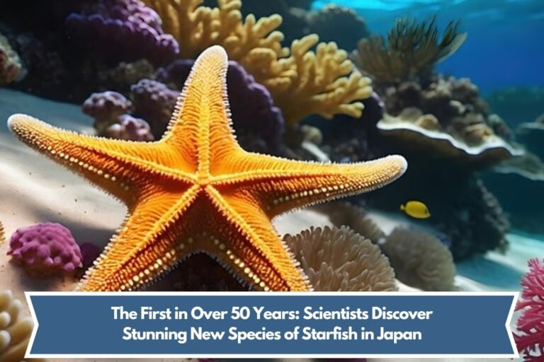 The First in Over 50 Years: Scientists Discover Stunning New Species of Starfish in Japan