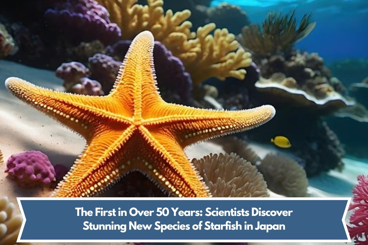 The First in Over 50 Years: Scientists Discover Stunning New Species of Starfish in Japan